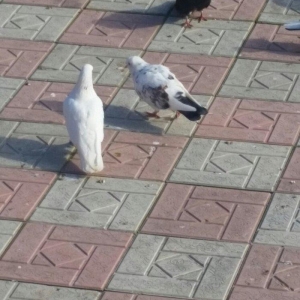 salam. bunlar cutduler ikiside yaxwi ucan quwlardi qiymetde sondur. wa