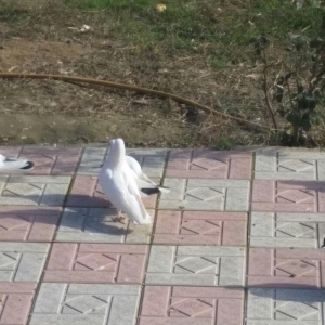 salam. bunlar cutduler ikiside yaxwi ucan quwlardi qiymetde sondur. wa