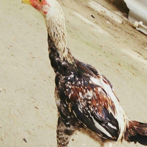 Heyrati bece Satilir - vidine soz ola bilmezzz . sap saglam heyvan di