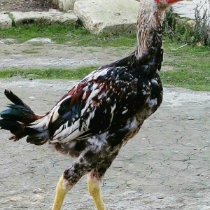 Heyrati bece Satilir - vidine soz ola bilmezzz . sap saglam heyvan di