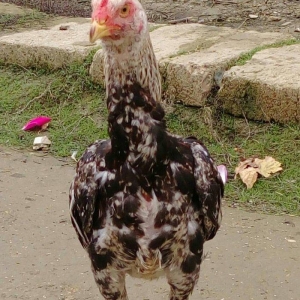 Heyrati bece Satilir - vidine soz ola bilmezzz . sap saglam heyvan di