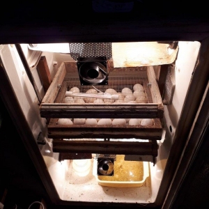 elde yigilma inkubatur 180 yumurta tutumlu avtamotik deyil qapisi acil