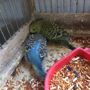 10 man quslar tam sagalm ve aktiv.ele oyretmek ve danisdirmaqa esil