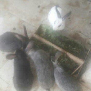 5 boyuk dosan (4u disi_1i erkek)bes bala dosan iki