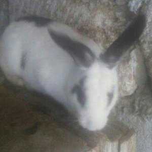 5 boyuk dosan (4u disi_1i erkek)bes bala dosan iki ayliq 50 azn