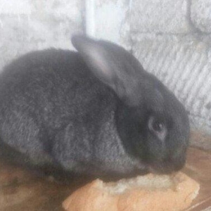 5 boyuk dosan (4u disi_1i erkek)bes bala dosan iki ayliq 50 azn