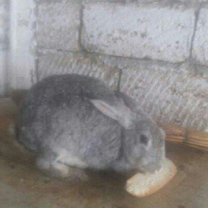 5 boyuk dosan (4u disi_1i erkek)bes bala dosan iki ayliq 50 azn