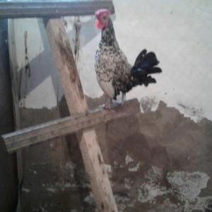 Sibrayt gumuwu xaruz 3eded deyiwtirili feresiyle y