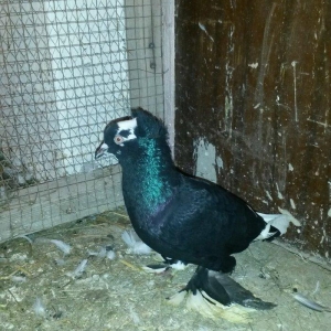 balalar ebrejden cixma balalardi. biri qaradi o biride cilbawa oxwuyur