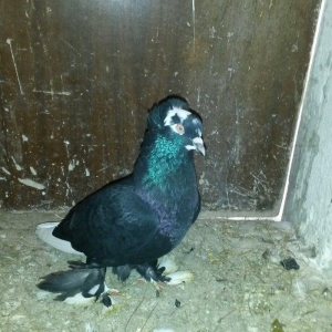 balalar ebrejden cixma balalardi. biri qaradi o biride cilbawa oxwuyur