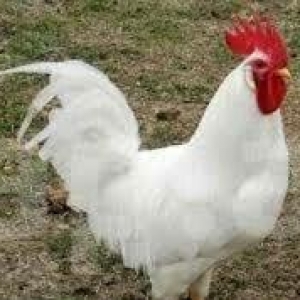 bu sort xarkov etlik sortudur.18 gunlukdur.cin kimi dirler.butun lazim