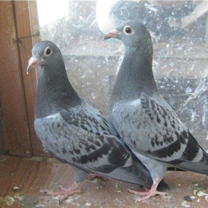 pradaiu  pachTovix  golubei ...  rasa  G A R E J I