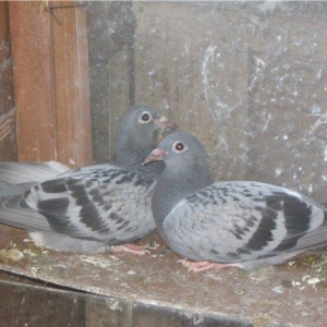 pradaiu  pachTovix  golubei ...  rasa  G A R E J I ... cena