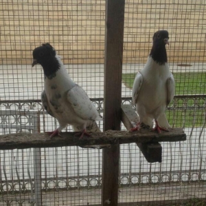 hazır bala veren damazlığ qara bawlardı tecıl