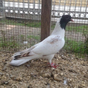 hazır bala veren damazlığ qara bawlardı tecılı satılır 16..17 tuk keki