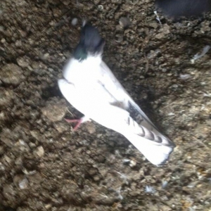 hazır bala veren damazlığ qara bawlardı tecılı satılır 16..17 tuk keki