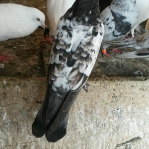 kovan baladir Çiller&#039;in altından cixib 