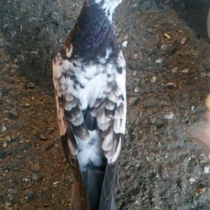 kovan baladir Çiller&#039;in altından cixib ciddi olan narahat etsin wp var