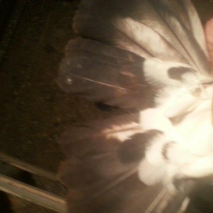 qizgin erkekdi uzun quwdu 15 16 quyruqduTutulmadi isteyen wp yaza bil