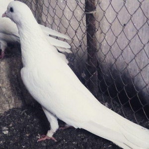 Ag uzun maya göz qabaginda ayaginda znaki var cid