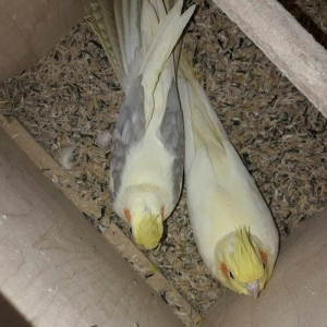 Cox gozel renglerde hazir bala veren cavan cut kar