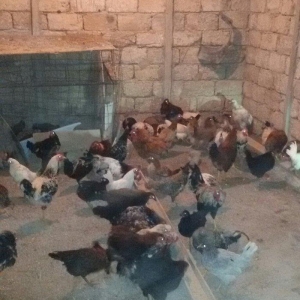 kənd çolpaları tam sağlamdırlar 60  70 ədəd