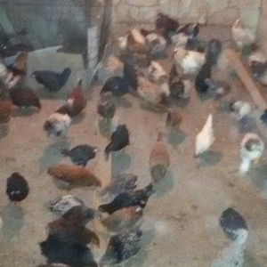 kənd çolpaları tam sağlamdırlar 60  70 ədəd olar hamısı bir yerdə satı