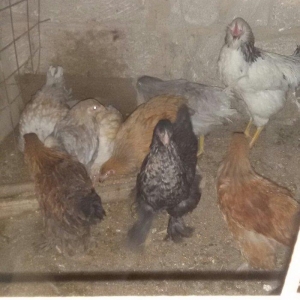 brama cücələri satılır 3 aylıqdırlar hamıs