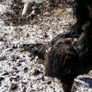 Fereler satılır.Ayrı ayrı cinslərdi. Kulun qiyməti 100. O birilər cutu