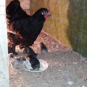 Brama cücələri 1 həvtəlikdirlər 1 ri 10 mana