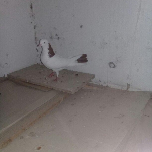 Salam Qırmızı boyun satılır erkəydi 16 tükdü.Boynunda bir az əyrilik v