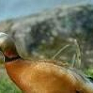 qizilqaz cutu 120m tam saqlamdilar fikri cidfi olanlar narahat ede bil