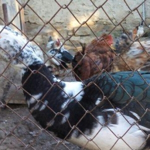 lal ördek 14 manata. hamısı ela.  esil kesilmeye yararlı yaxsı besleni