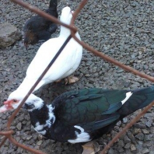 lal ördek 14 manata. hamısı ela.  esil kesilmeye yararlı yaxsı besleni