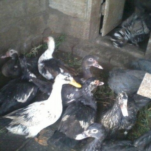 8 aylıq lal ördəklər tam sağlamdırlar. Heç bir xəstəliyi ya da  proble