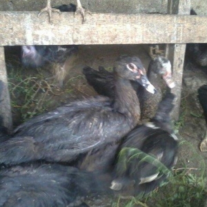 8 aylıq lal ördəklər tam sağlamdırlar. Heç bir xəstəliyi ya da  proble