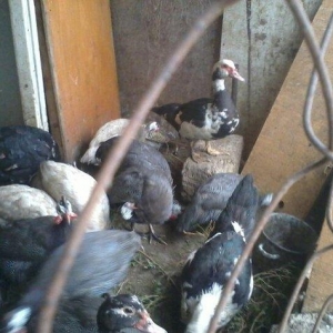 8 aylıq lal ördəklər tam sağlamdırlar. Heç bir xəstəliyi ya da  proble