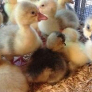 Aliram Kuban ,linda ,xalmagor qaz balasi aliram.  Kimde varsa elaqe sa