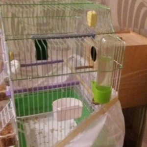 Papugay ucun gefes ela teze veziyetdedi bir ayin gefesidi satmaximin s