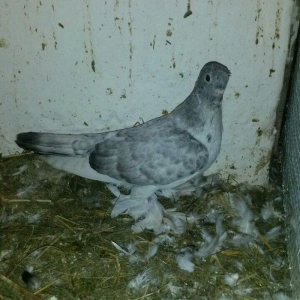 cut quslar biri ebresdi biri aq bas aq qened erkek maya cutunun qiymet