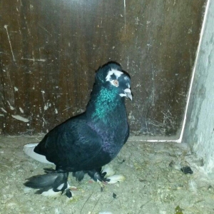 cut quslar biri ebresdi biri aq bas aq qened erkek maya cutunun qiymet