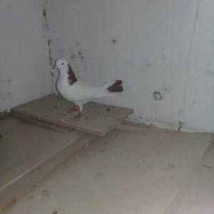 Salam Quş satlır qırmızı boyundu erkəydi bir