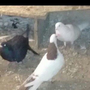 Salam Quş satlır qırmızı boyundu erkəydi bir az başında əyrilik var od