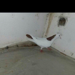 Salam Quş satlır qırmızı boyundu erkəydi bir az başında əyrilik var od