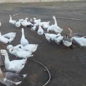 qazlar 1 illiy ve 8aylig linda ve kuban qazlari 35 manata 1denesi