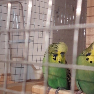 Cex erkek satiram hazur quwdu hec bir problemi yox