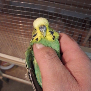 Cex erkek satiram hazur quwdu hec bir problemi yoxdur. Qiymet 1 quwa a