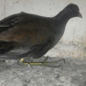 soltanka qusu satilir ozumde cixib bu ilin balarid