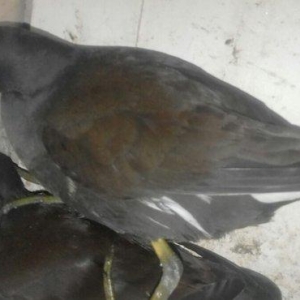 soltanka qusu satilir ozumde cixib bu ilin balaridi. cutu 30 m .