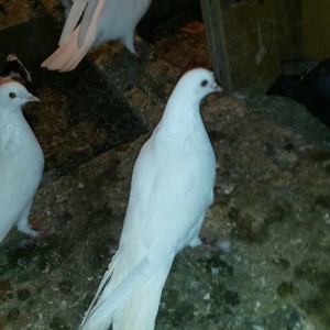 16/17 tuk erkey uçan qusdu xahis edirem qeyri ciddiler narahat etmesin